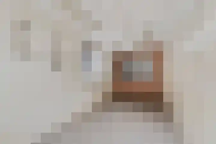 Tasmanstraat 42 Breda thumbnail 31
