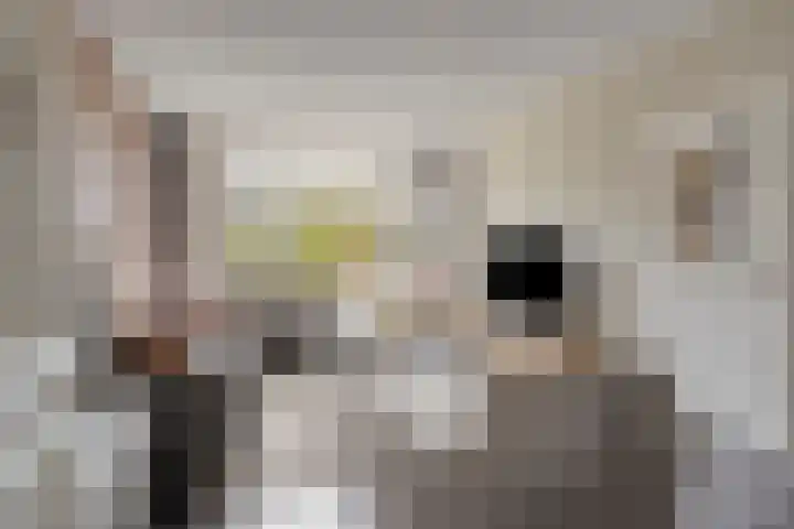 Telgenkamp 28 Oldenzaal thumbnail 4