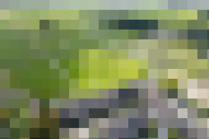 Ter Beek 6 Lisse thumbnail 50