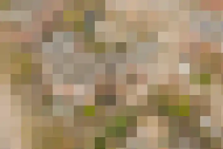 Terborch 18 Monster thumbnail 27