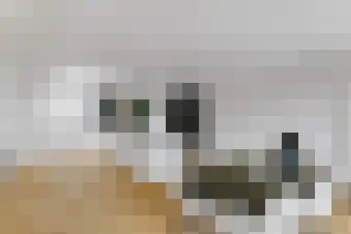 Terheijdenseweg 110 Breda thumbnail 13
