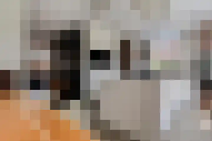 Terp 15 Pijnacker thumbnail 15