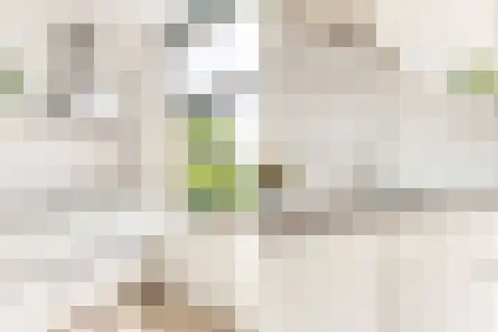 Terp 21 Alkmaar thumbnail 22