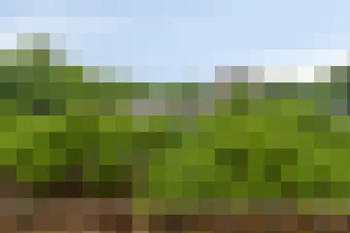 Terwaenen 35 Oss thumbnail 11