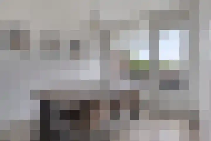 Terwaenen 35 Oss thumbnail 8
