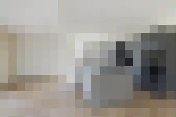 Teunisbloem 13 Stroe thumbnail 4