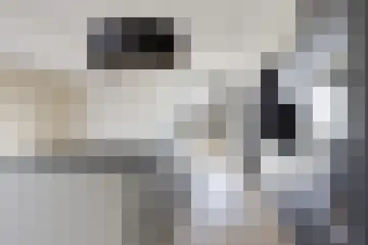 Teunisbloem 13 Stroe thumbnail 5