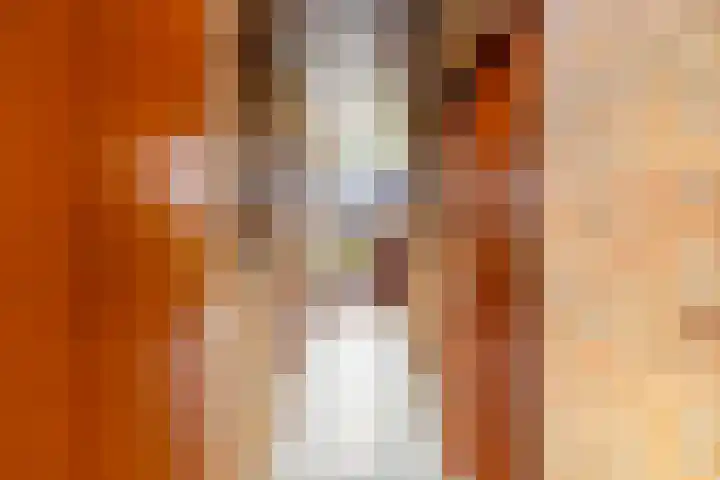 Thiedamawei 10 Damwâld thumbnail 13