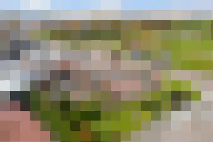 Thiedamawei 10 Damwâld thumbnail 44