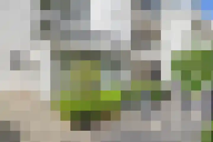 Thiedamawei 14 Damwâld thumbnail 19