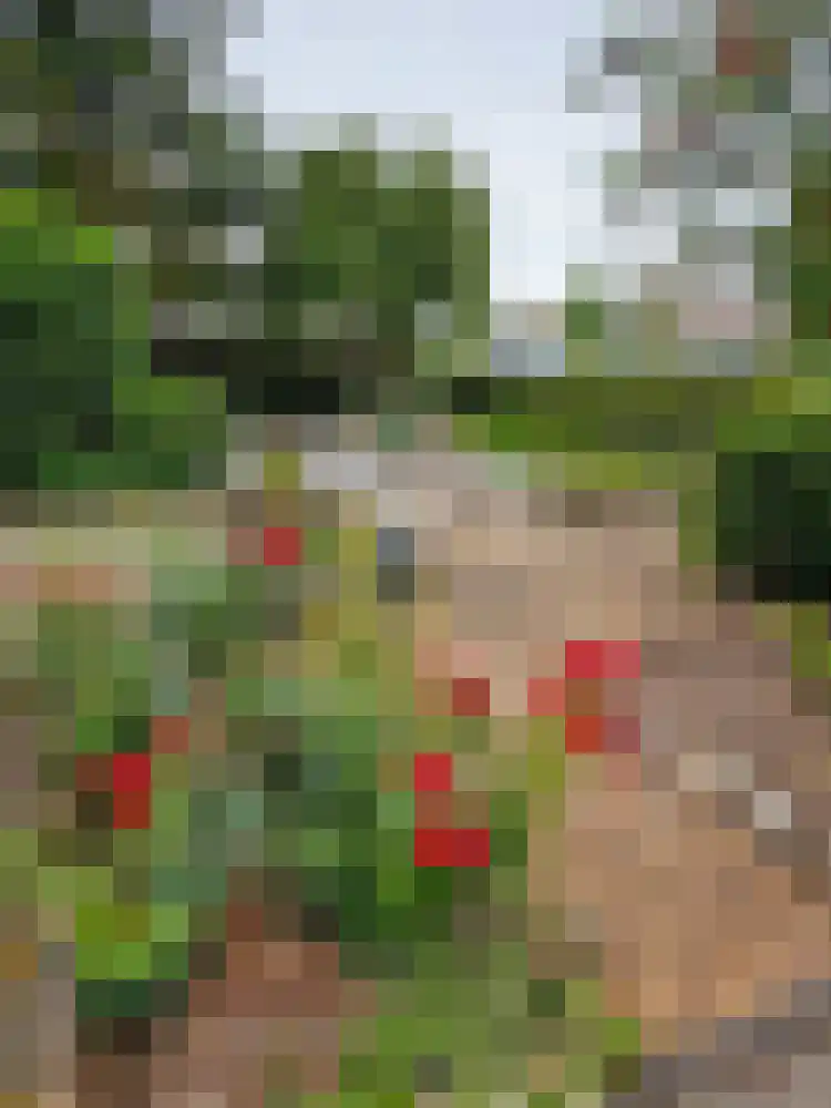 Thiedamawei 14 Damwâld thumbnail 80
