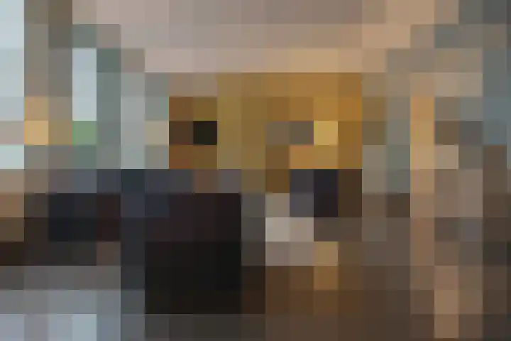 Tivolilaan 59 Arnhem thumbnail 16