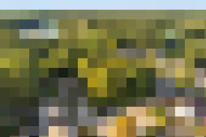 Tjariet 33 Veendam thumbnail 36
