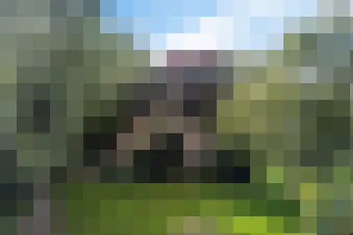 Tjitze de Boerstrjitte 5 Wirdum thumbnail 50