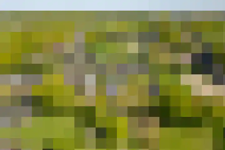 Toldijk 23 Zwinderen thumbnail 38