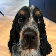 Foto van Tommie Herbrink