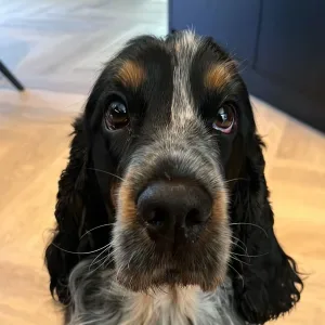 Photo of Tommie Herbrink