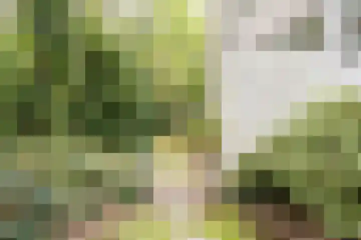 Top Naeffdreef 71 Tilburg thumbnail 39