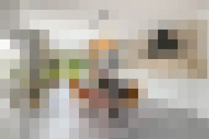 Topaas 2 a Drachten thumbnail 12
