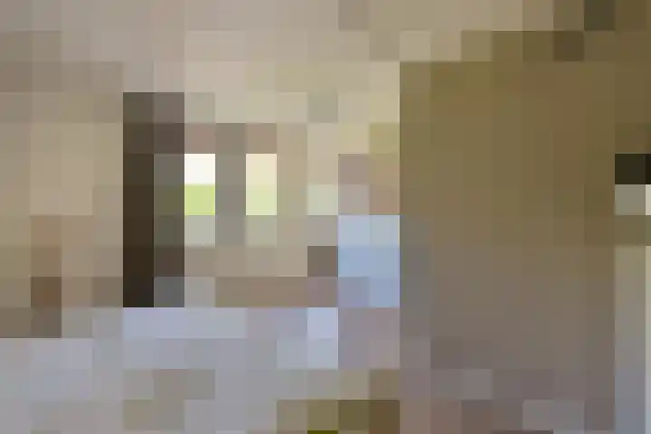Topaas 29 Hoorn thumbnail 20