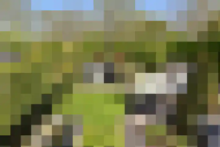 Topaas 29 Hoorn thumbnail 35
