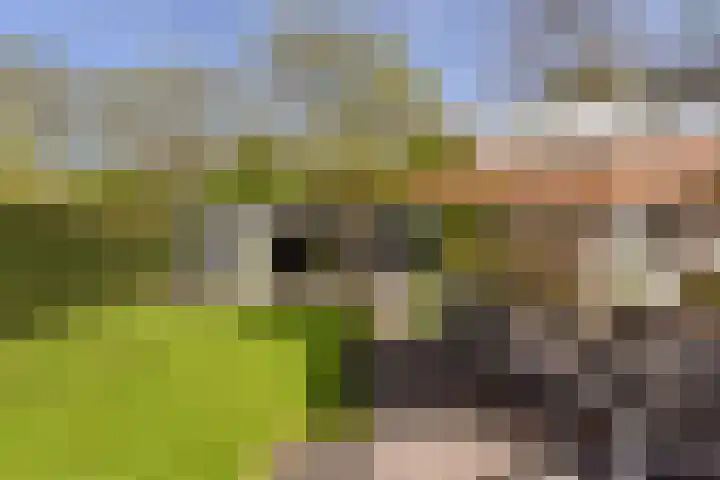 Topaas 29 Hoorn thumbnail 36