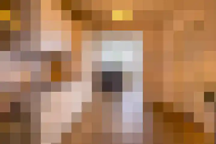 Torenes 15 Borger thumbnail 26