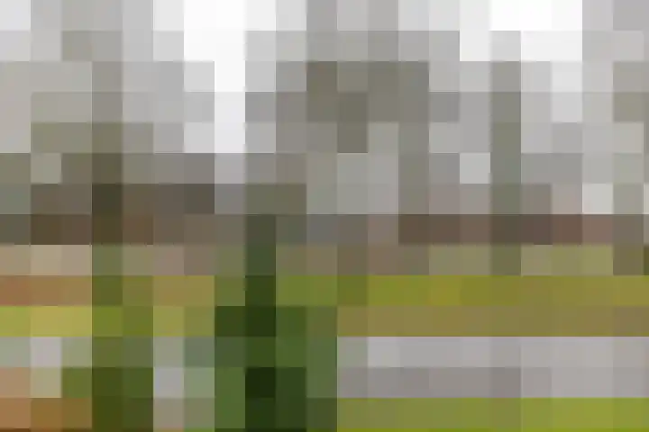 Torenes 15 Borger thumbnail 43