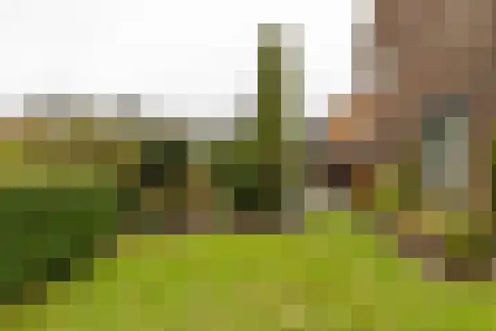 Torenes 15 Borger thumbnail 61