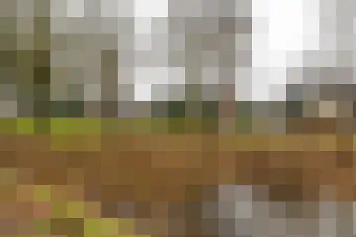 Torenes 15 Borger thumbnail 64