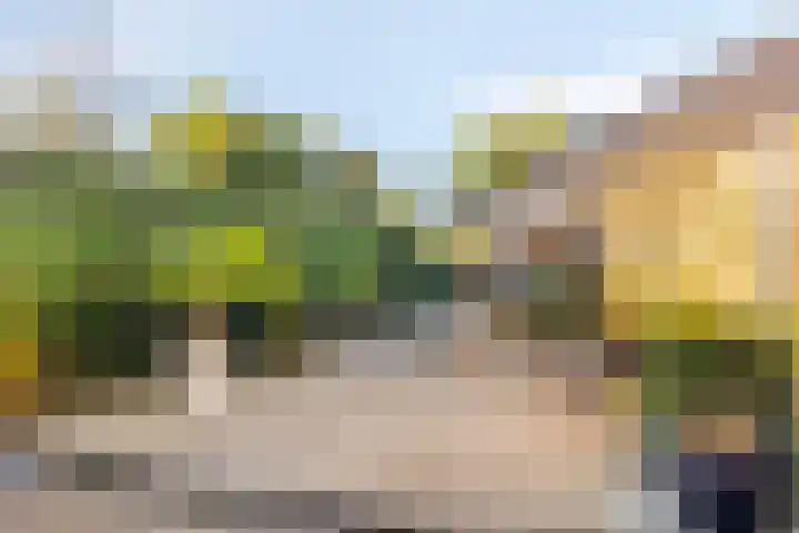 Tormentil 4 Oldenzaal thumbnail 26