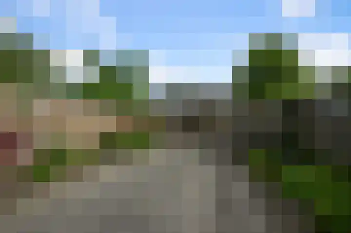Tormentil 5 Castricum thumbnail 38