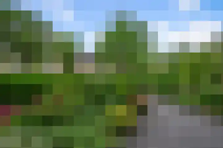 Tormentil 5 Castricum thumbnail 39