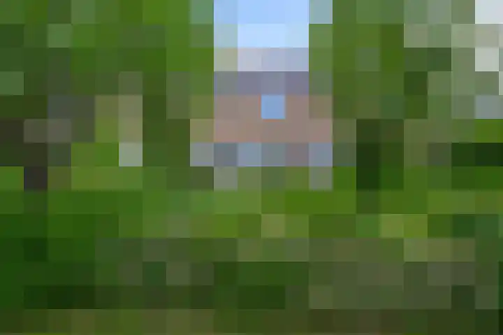 Tormentil 5 Castricum thumbnail 44