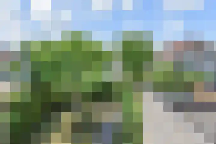 Tormentil 51 Nootdorp thumbnail 33