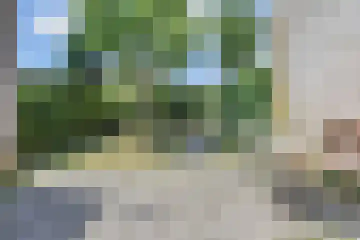 Tormentil 51 Nootdorp thumbnail 41