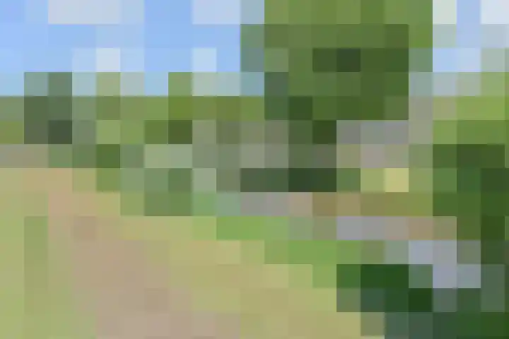 Tormentil 51 Nootdorp thumbnail 45
