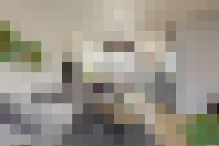Tormentil 7 Venray thumbnail 5