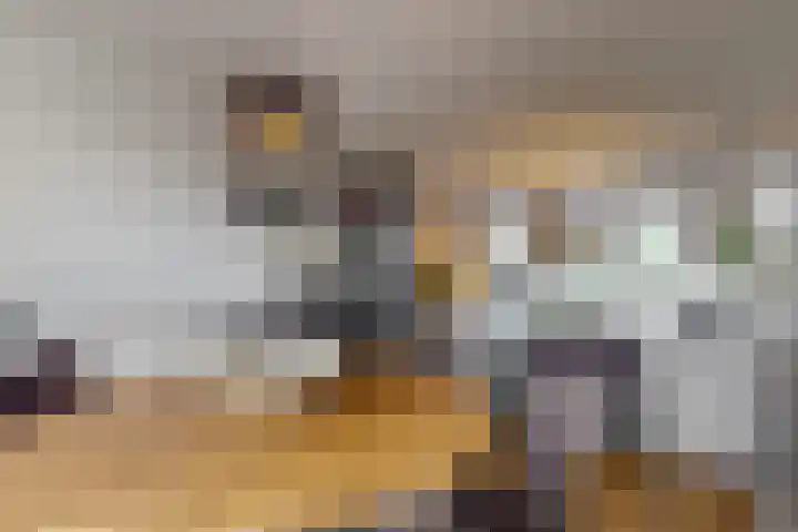 Tormentil 7 Venray thumbnail 8