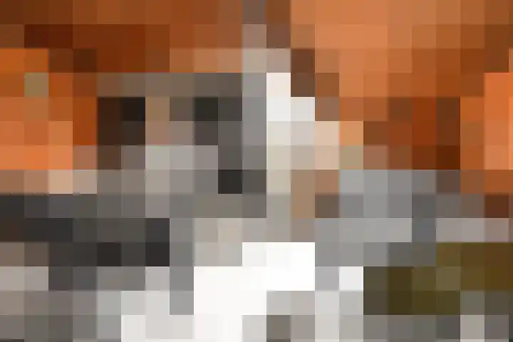Torp 53 Den Helder thumbnail 29