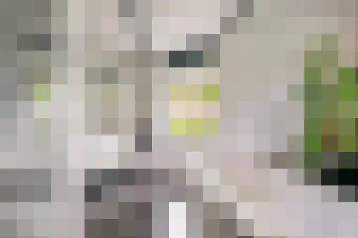 Torsdam 11 Altforst thumbnail 26