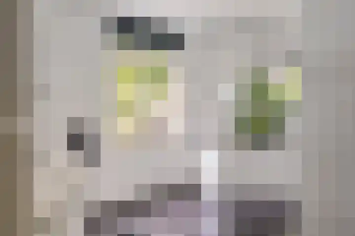 Torsdam 11 Altforst thumbnail 27
