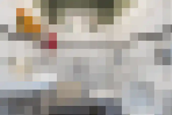 Traland 3 Eibergen thumbnail 10