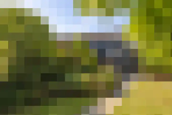 Traptoren 6 Middelburg thumbnail 24