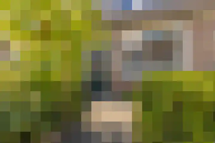 Traptoren 6 Middelburg thumbnail 4