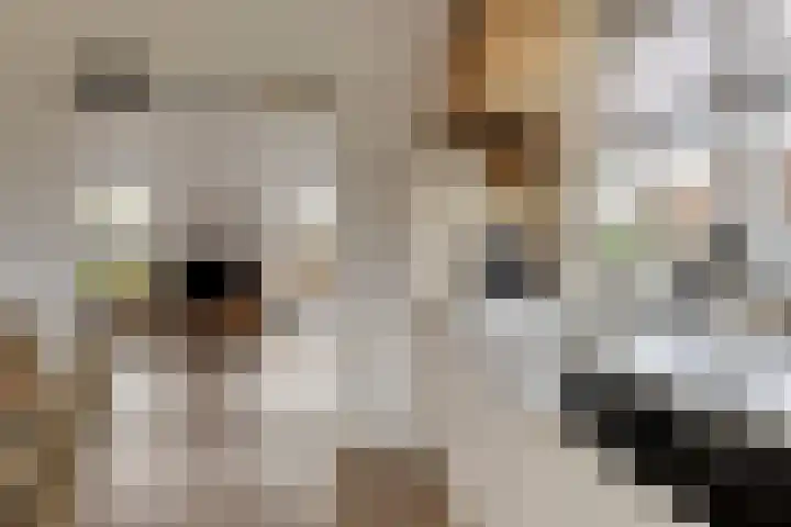 Treem 5 Stiens thumbnail 17