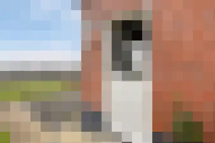 Trekwei 3 Driezum thumbnail 36