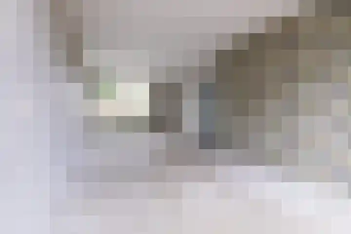 Treubstraat 66 Dieren thumbnail 9