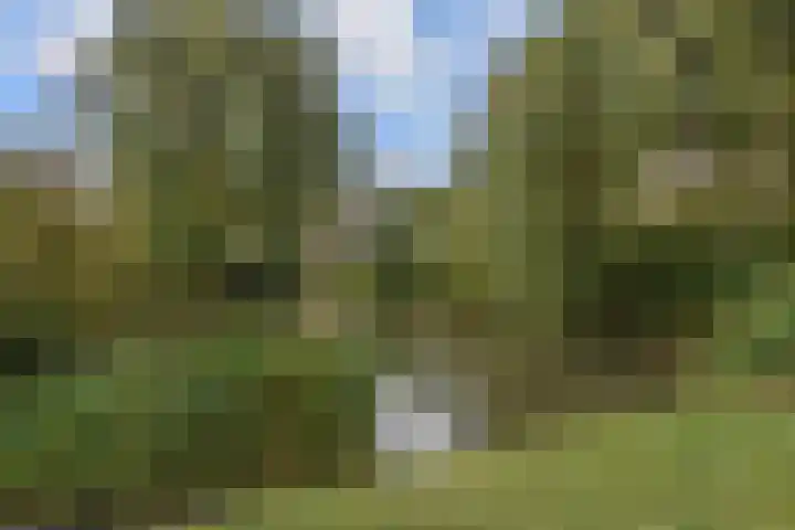 Trompet 2 De Lier thumbnail 45