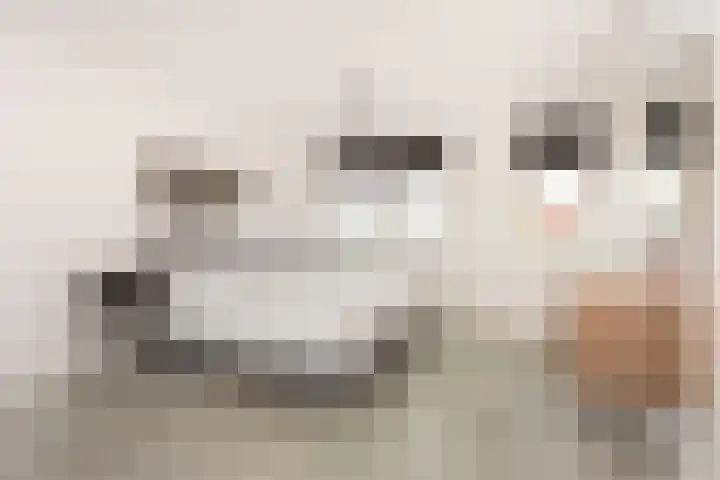 Tros 7 Oudewater thumbnail 37